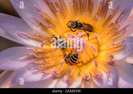 Nahaufnahmen von drei Bienen bei der Arbeit sammeln Nektar aus einer Seerose Stockfoto