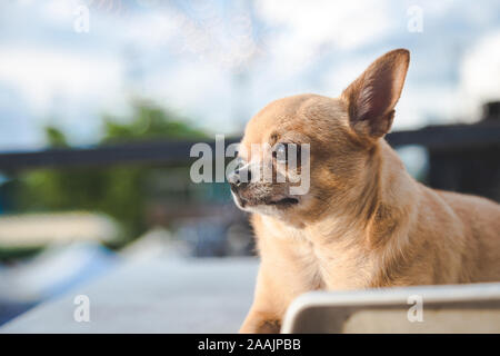 Chiwawa sitzt am Tisch freuen uns mit blauem Himmel Hintergrund Stockfoto