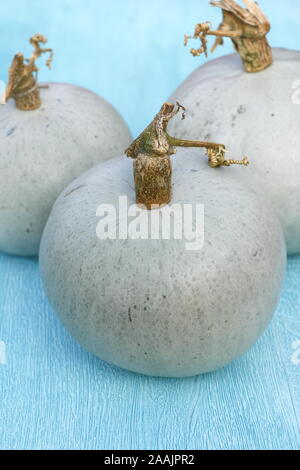 Cucurbita maxima 'Kronprinz' F1. Frisch geerntete, home Crown Prince squash angezeigte silbernen Blau haut gewachsen. Großbritannien Stockfoto