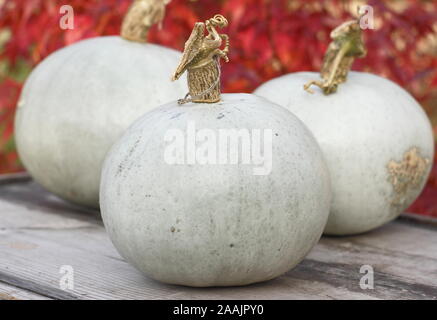 Cucurbita maxima 'Kronprinz' F1. Frisch geerntete, home Crown Prince squash angezeigte silbernen Blau haut gewachsen. Großbritannien Stockfoto