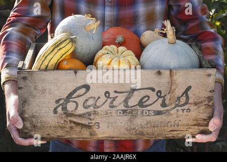 Cucurbita. Frisch geerntete Kürbisse und Kürbis in einer alten Holzkiste. VEREINIGTES KÖNIGREICH Stockfoto