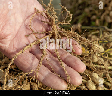 Die Landwirte Hand angezeigte Stickstofffixierung root Knötchen der Erdnußpflanze'Arachis hypogaea'. Stockfoto