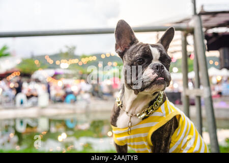 Bulldogge und Pitbull mischen Hund tragen gelb weiß Shirt stehen auf die Tabelle in den Markt freuen uns Stockfoto