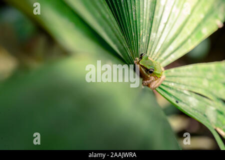 Green Tree Frog bleiben Sie ruhig auf dem großen Blatt von Palme, Blick von oben Stockfoto