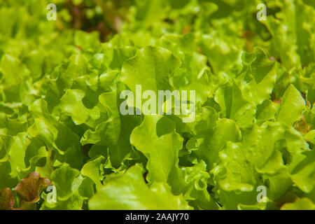 Junger Kopfsalat wächst erfolgreich in unserem Garten Stockfoto