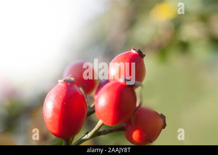Hagebutten auf einem Zweig im Sonnenlicht auf einem verschwommenen Hintergrund Stockfoto