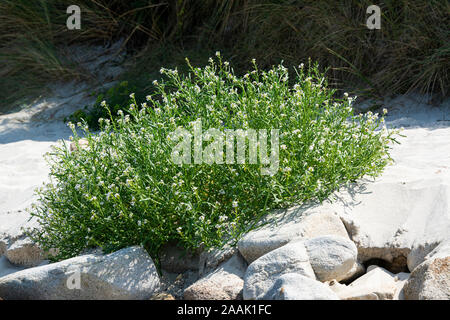 Meer-Rakete (Cakile maritima) wächst an einem Strand an der St Mary's, Isles of Scilly Stockfoto