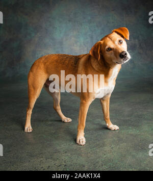 Studio geschossen von redbone Hundeartige Stockfoto