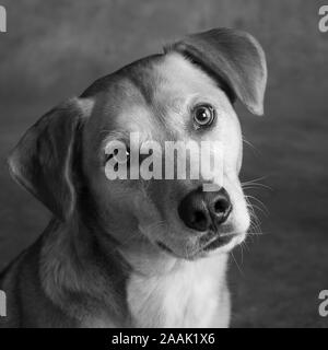 Studio geschossen von redbone Hundeartige Stockfoto