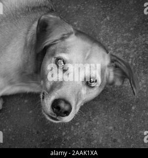 Studio geschossen von redbone Hundeartige Stockfoto