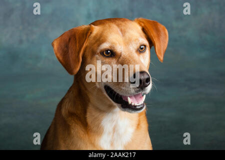 Studio geschossen von redbone Hundeartige Stockfoto