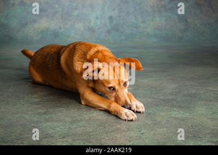 Studio geschossen von redbone Hundeartige Stockfoto