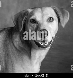 Studio geschossen von redbone Hundeartige Stockfoto