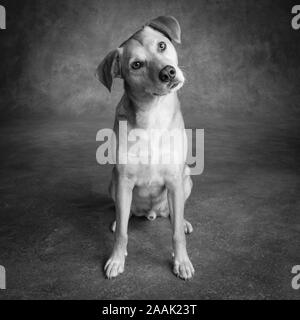 Studio geschossen von redbone Hundeartige Stockfoto