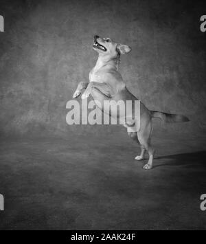 Studio geschossen von redbone Hundeartige springen Stockfoto