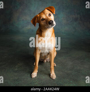 Studio geschossen von redbone Hundeartige Stockfoto