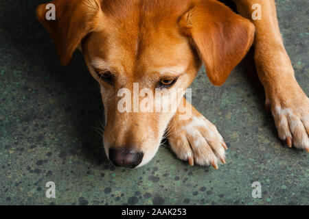 Studio geschossen von redbone Hundeartige Stockfoto