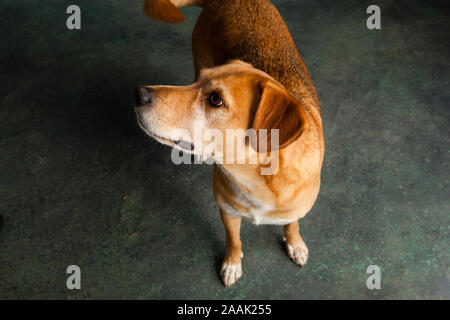 Studio geschossen von redbone Hundeartige Stockfoto