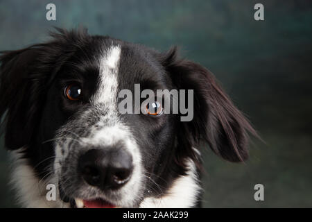 Nahaufnahme der Border Collie Stockfoto