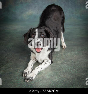 Studio geschossen von Border Collie Stockfoto