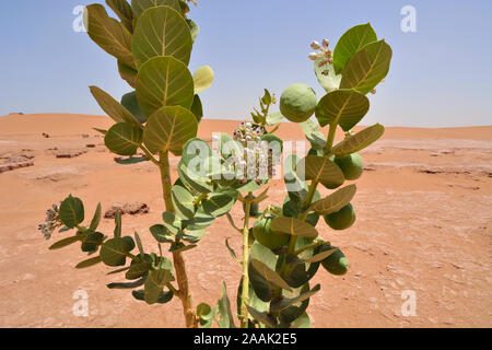 Calotropis procera, eine giftige Pflanze in Erg Chigaga Sanddünen. Marokko Stockfoto
