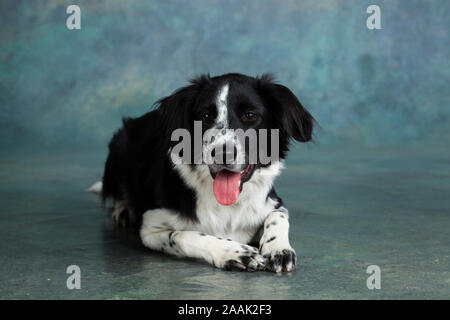 Studio Portrait von Border Collie mix Stockfoto