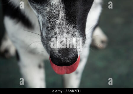 Studio Portrait von Border Collie mix Stockfoto