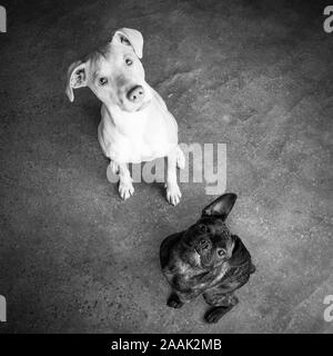 Studio portrait Mops Bulldogge Mix und Lab Hound Mix Stockfoto