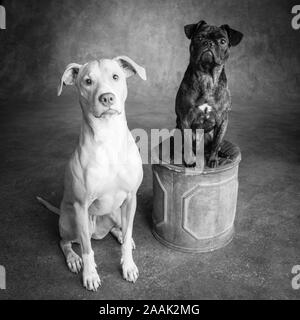 Studio portrait Mops Bulldogge Mix und Lab Hound Mix Stockfoto