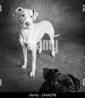 Studio portrait Mops Bulldogge Mix und Lab Hound Mix Stockfoto