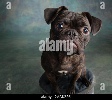 Studio Portrait von Mops Bulldogge Mix Stockfoto