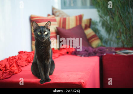 Schwarze Katze, Felis silvestris catus - Schwarze Katze, Felis silvestris catus Stockfoto