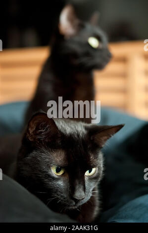 Zwei schwarze Katzen, Felis silvestris catus - Zwei schwarze Katzen, Felis silvestris catus Stockfoto