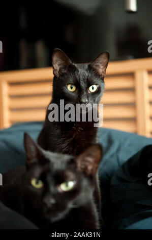 Zwei schwarze Katzen, Felis silvestris catus - Zwei schwarze Katzen, Felis silvestris catus Stockfoto