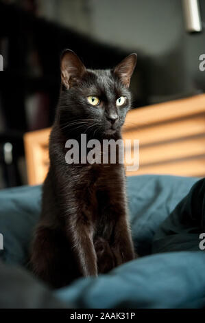 Schwarze Katze, Felis silvestris catus - Schwarze Katze, Felis silvestris catus Stockfoto