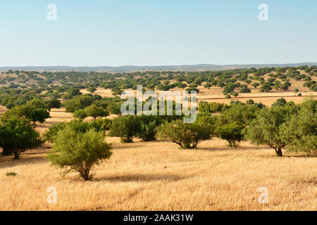 Der Argan-Baum. Arganöl ist in Europa und Nordamerika zu einem modischen Produkt geworden. Essaoiura, Marokko Stockfoto