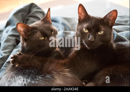 Zwei schwarze Katzen, Felis silvestris catus - Zwei schwarze Katzen, Felis silvestris catus Stockfoto