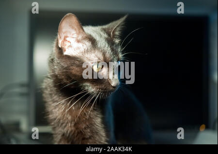 Schwarze Katze, Felis silvestris catus - Schwarze Katze, Felis silvestris catus Stockfoto