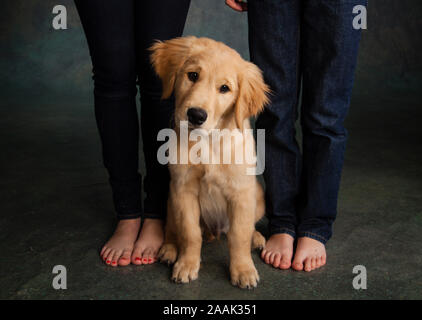 Golden Retriever Welpen sitzen zwischen Jungen und Mädchen Beine Stockfoto