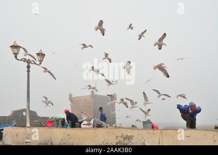 Fischer und Möwen vor dem 18. jahrhundert Südlich Bastion, Skala du Port. Ein UNESCO-Weltkulturerbe, Essaouira. Marokko Stockfoto