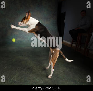 Studio shot gemischte Rasse Hund spielen mit Tennis ball Stockfoto