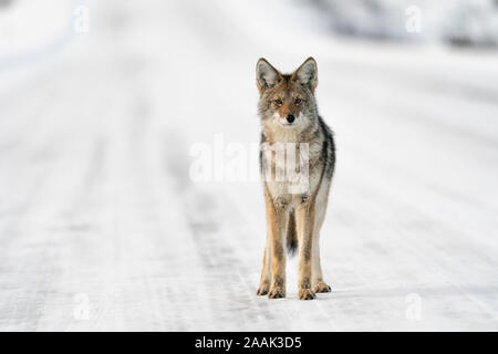 Kojote (Canis yogiebeer) Nahrungssuche entlang der Haines Highway in Tatshenshini-Alsek Provincial Park in British Columbia, Kanada. Stockfoto