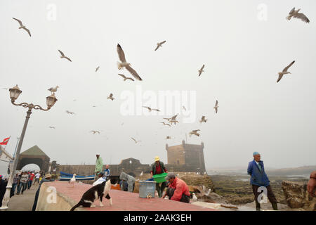 Fischer und Möwen vor dem 18. jahrhundert Südlich Bastion, Skala du Port. Ein UNESCO-Weltkulturerbe, Essaouira. Marokko Stockfoto