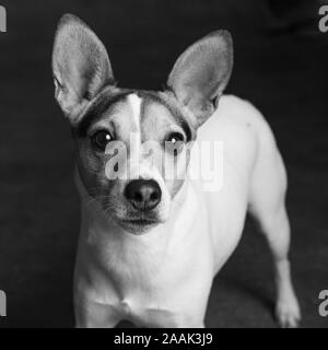 Studio Portrait von Jack Russell Terrier Stockfoto