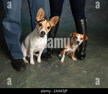 Jack Russell Terrier und Chihuahua an die Beine des Mannes und der Frau sitzt Stockfoto