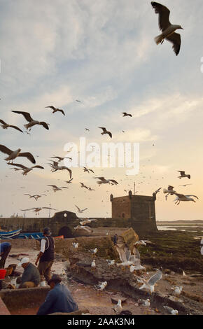 Fischer und Möwen bei Dämmerung, Vorderseite des 18. Jahrhunderts südlich Bastion, Skala du Port. Ein UNESCO-Weltkulturerbe, Essaouira. Marokko Stockfoto