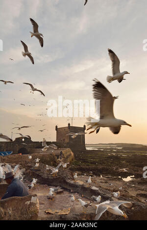 Fischer und Möwen bei Dämmerung, Vorderseite des 18. Jahrhunderts südlich Bastion, Skala du Port. Ein UNESCO-Weltkulturerbe, Essaouira. Marokko Stockfoto