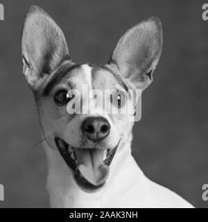 Studio Portrait von Jack Russell Terrier Stockfoto