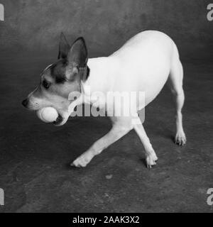 Studio shot von Jack Russell Terrier spielen mit Tennis ball Stockfoto