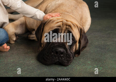 Close-up boy und Mastiff Stockfoto